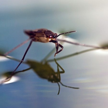 Lesson on Surface Tension